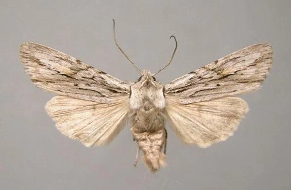coniferenuil, Lithophane leautieri, Han KS, coll. Naturalis, Leiden, 16569.jpg